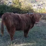 Il Covo Del Solengo Farmház *