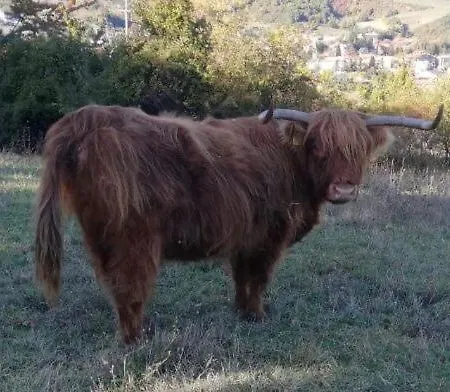 Il Covo Del Solengo Natura Animali A Due Passi Da Assisi Farmház *