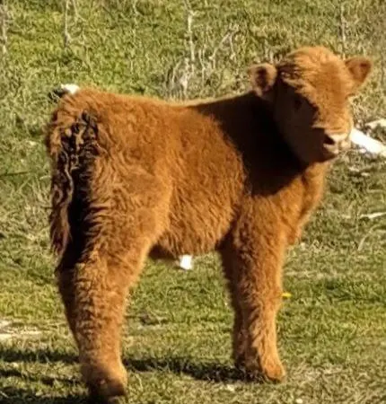 Bauernhof Il Covo Del Solengo Natura Animali A Due Passi Da Assisi