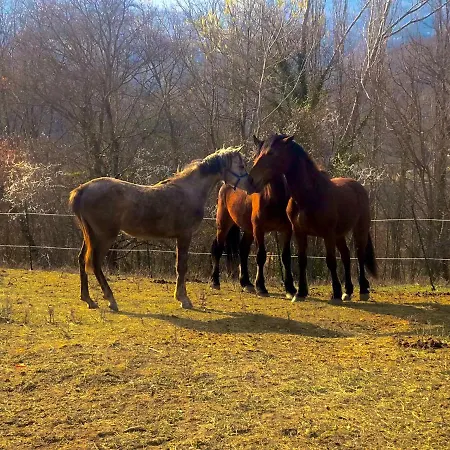 Bauernhof Il Covo Del Solengo Natura Animali A Due Passi Da Assisi *