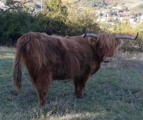 Il Covo Del Solengo Farm stay *