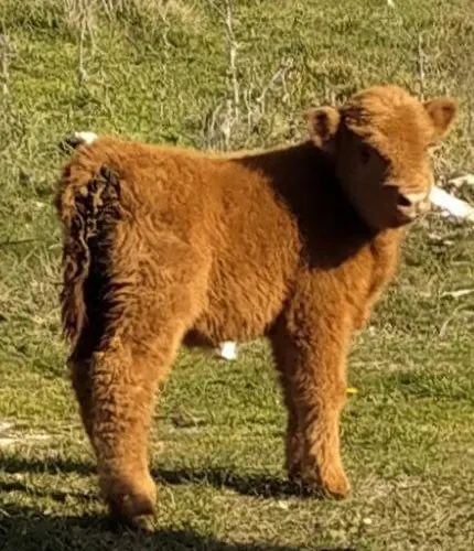 Farm stay Il Covo Del Solengo