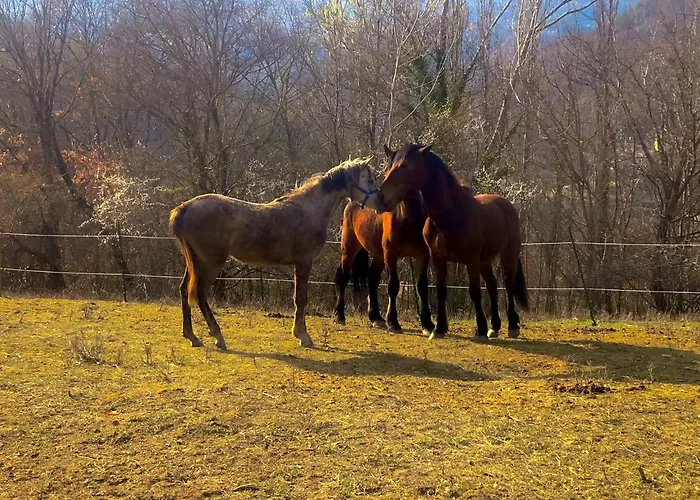 Farm stay Il Covo Del Solengo *